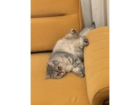 British shorthair ankara ve çevresi ücretsiz sahiplendirme