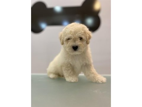 Maltipoo yavru