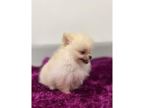 Irk garantılı tea cup pomeranian