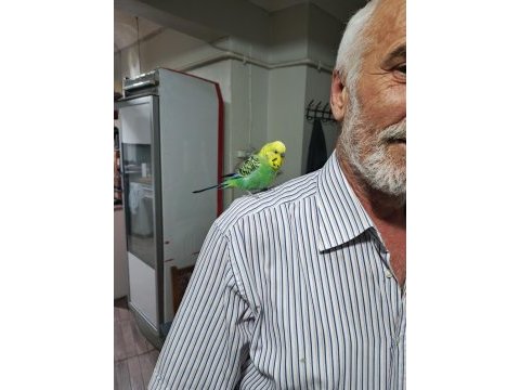 Konuşan muhabbet kuşu
