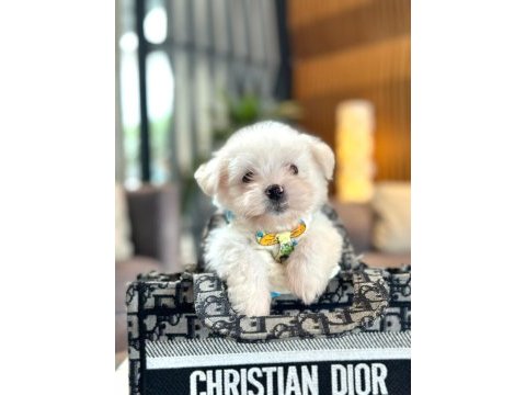 Korea maltese terrier cep boy