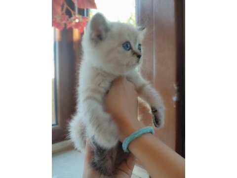 3 aylık british shorthair yavrularımız