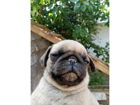 Pug erkek 75 günlük teslime hazır
