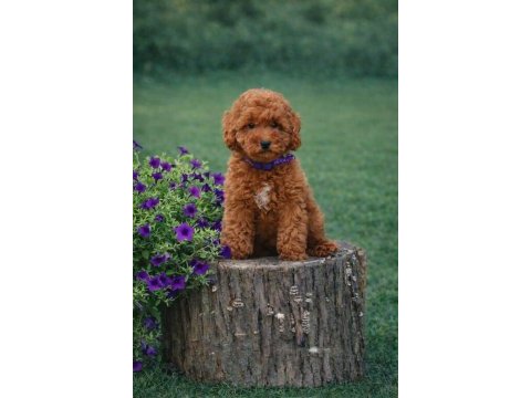 İnanılmaz güzellikte gerçek toy poodle yavrular