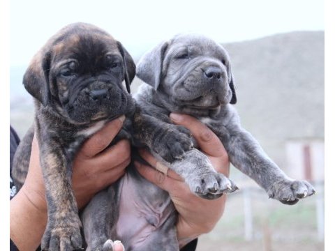 Fcı-kıf secereli safkan cane corso yavrularımız