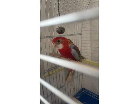 4 aylık kadar ateş rozzella papağanı