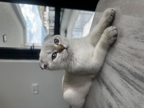 British shorthair dişi 4,5 aylık