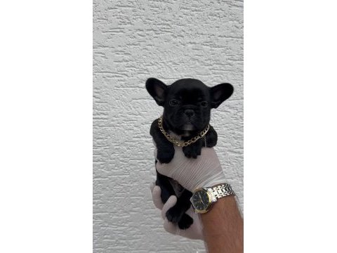 Uygun french bulldog yavrularımız