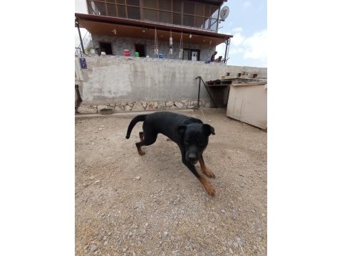 2 yaşında damızlık rottweiler