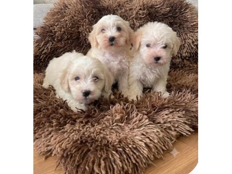 Maltipoo bebekler