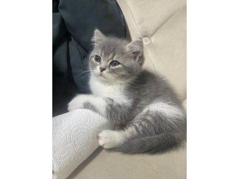 British shorthair yavru kedimiz