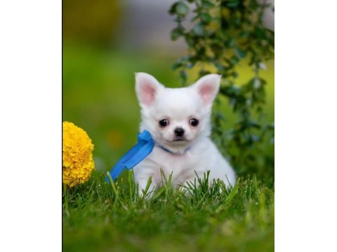 Longhair wc eğitimli chihuahua