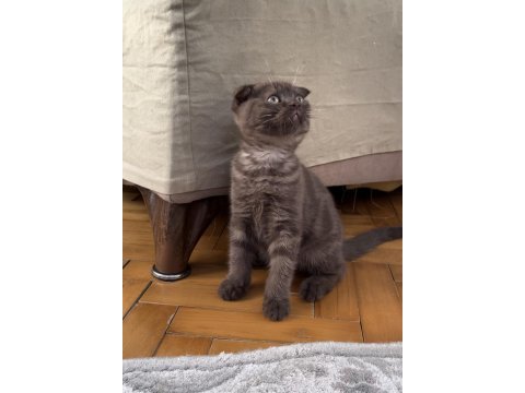 Silver ve cinnamon scottish fold yavrular