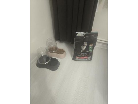 Terrier sağlıklı 4 aylık erkek köpeğimiz