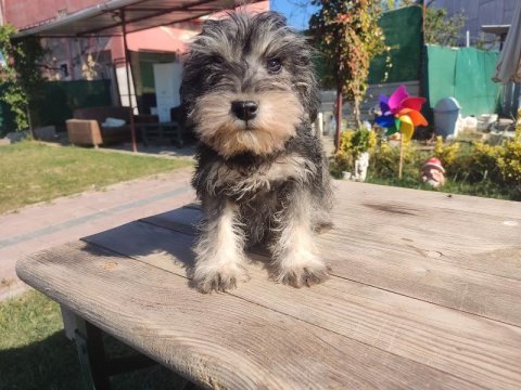 Şecereli anne babadan schnauzer yavrularımız