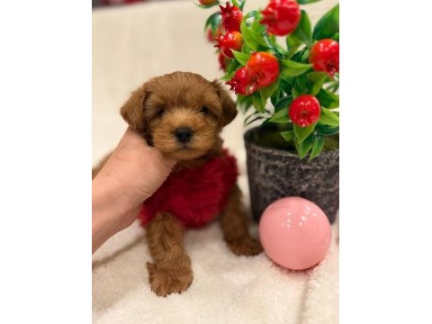 Mağazamızdan f2 maltipoo yavrularımız
