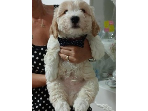 Biz çok tatlı köpekleriz