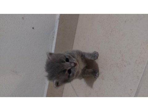 Russian blue ve british longhair kırma yavrular