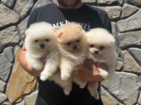 Ankaranın tek pet danışmanlığı 
