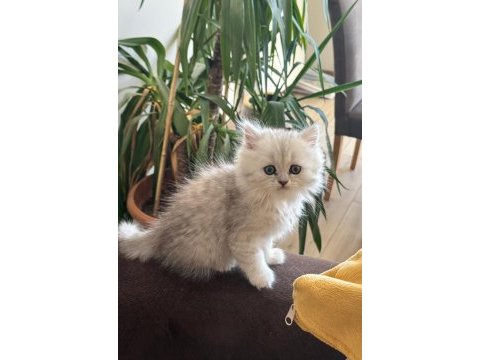 Muhteşem chinchilla bebeklerim yuvalarına gitmeye hazır