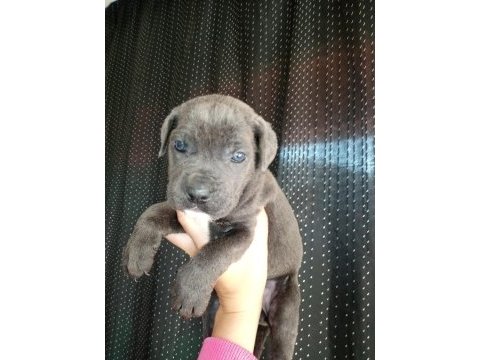 Baba şecereli dev cane corso bebeklerim