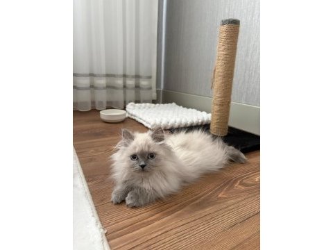 British longhair sevimli kedimiz