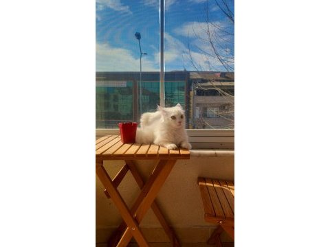 Safkan angora kızımız yeni yuvasını arıyor