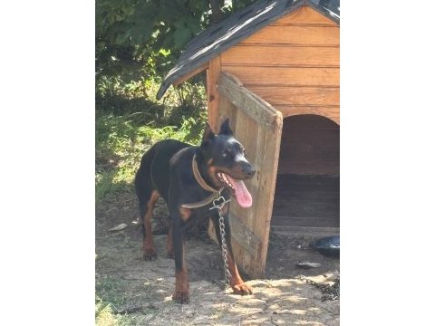 1 yaş erkek doberman