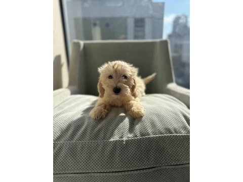 Safkan ırk garantili maltipoo bebek