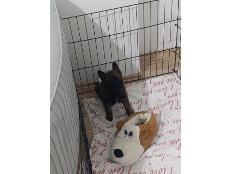 A kalite safkan malinois