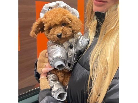 Toy poodle yavruları