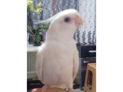Albino beyaz sultan papağanı