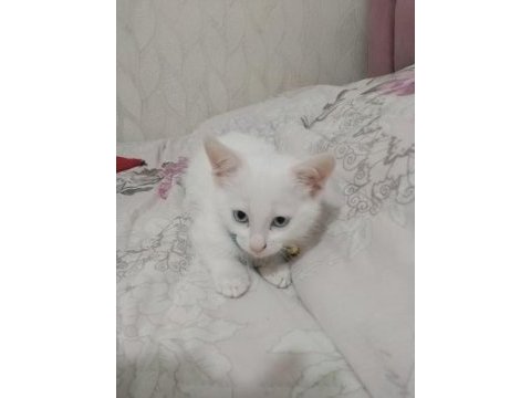 Ankara kedisi sahiplendirmek istiyorum