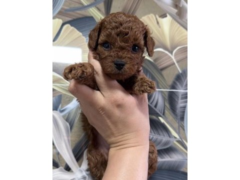 Toy poodle bebekleri