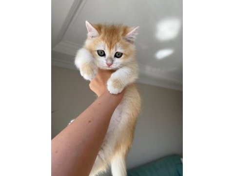 En güzel golden british shorthair yavrular