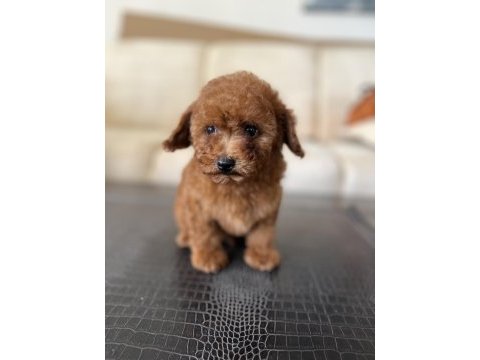 Toy poodle yavru