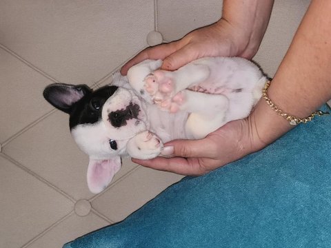 French bulldog yavrularımız