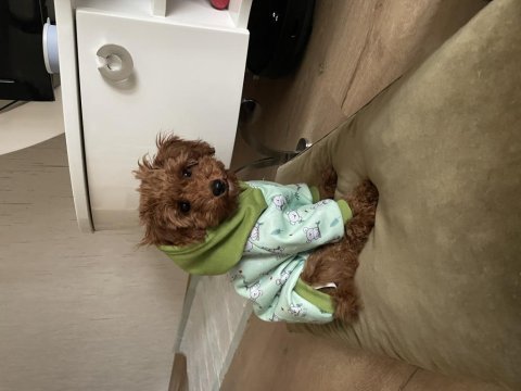 4 aylık dişi toy poodle