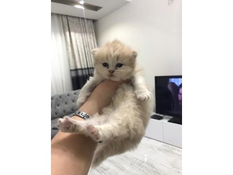 Chinchilla 1 aylık erkek