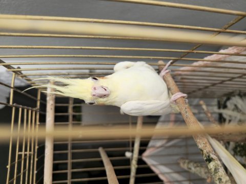 1 yaşlarında sağlıklı dişi lutino sultan papağanı