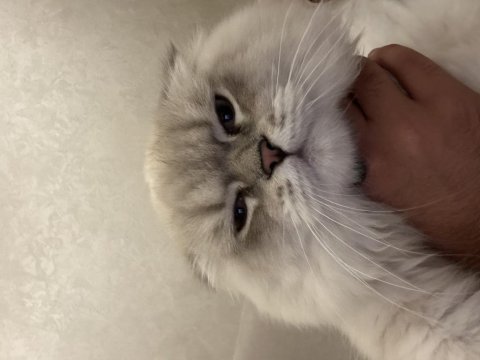 Scottish fold mavi gözlü
