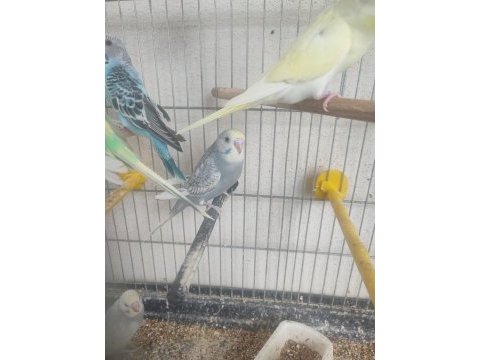 2 aylık kuşlar ve yeni yeme düşmüş yavrular
