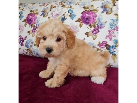 Sun kennels üretim çiftliğinden poodle bebekler