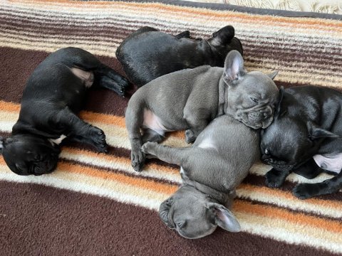 40 günlük french bulldoglar
