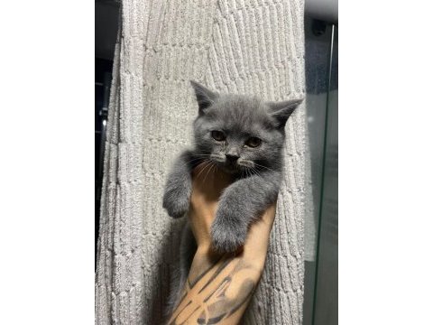 Bebiş kedilerim ailelerini bekliyor