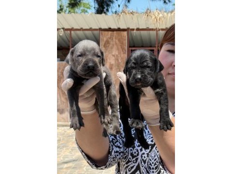 Cane corsa alan koruma köpeği yavruları 