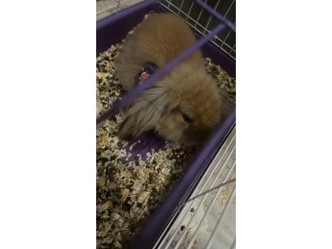 Hollanda lop tavşanı