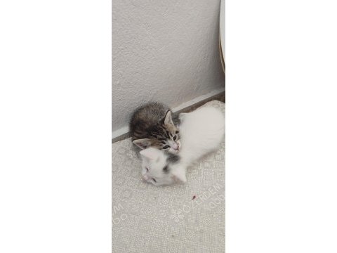 Ömürlük yuvasını arayan kedilerimiz