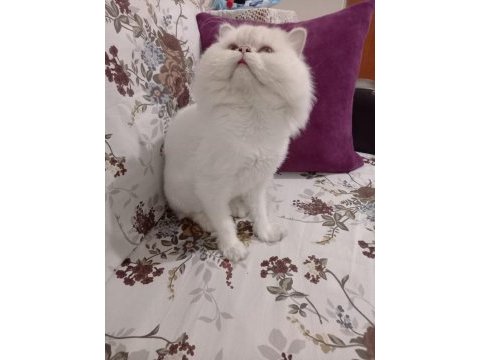 Şecereli veya şeceresiz british eşleştirme ilanı