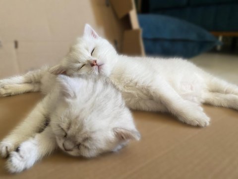 Safkan british shorthair lynx point